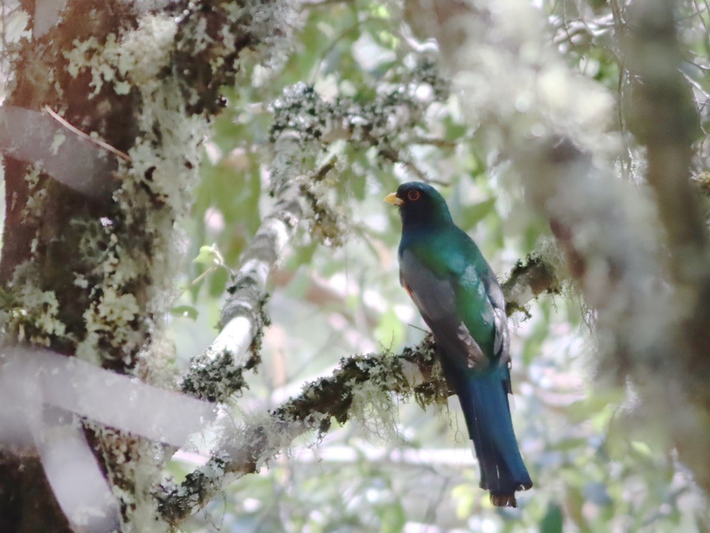 Mountain Trogon - ML646886246