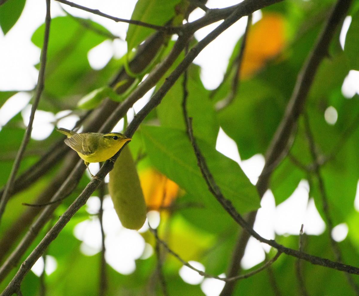 Sülfür Göğüslü Çıvgın - ML646886248