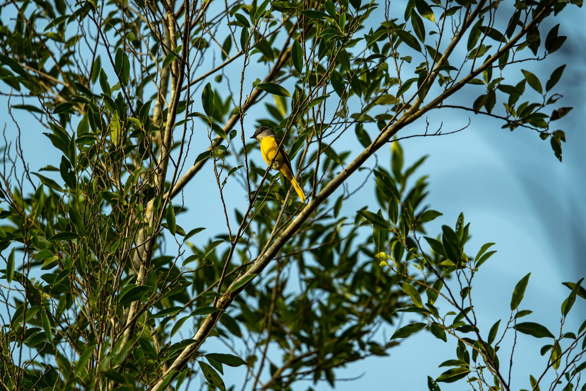 Gray-chinned Minivet - ML646886249