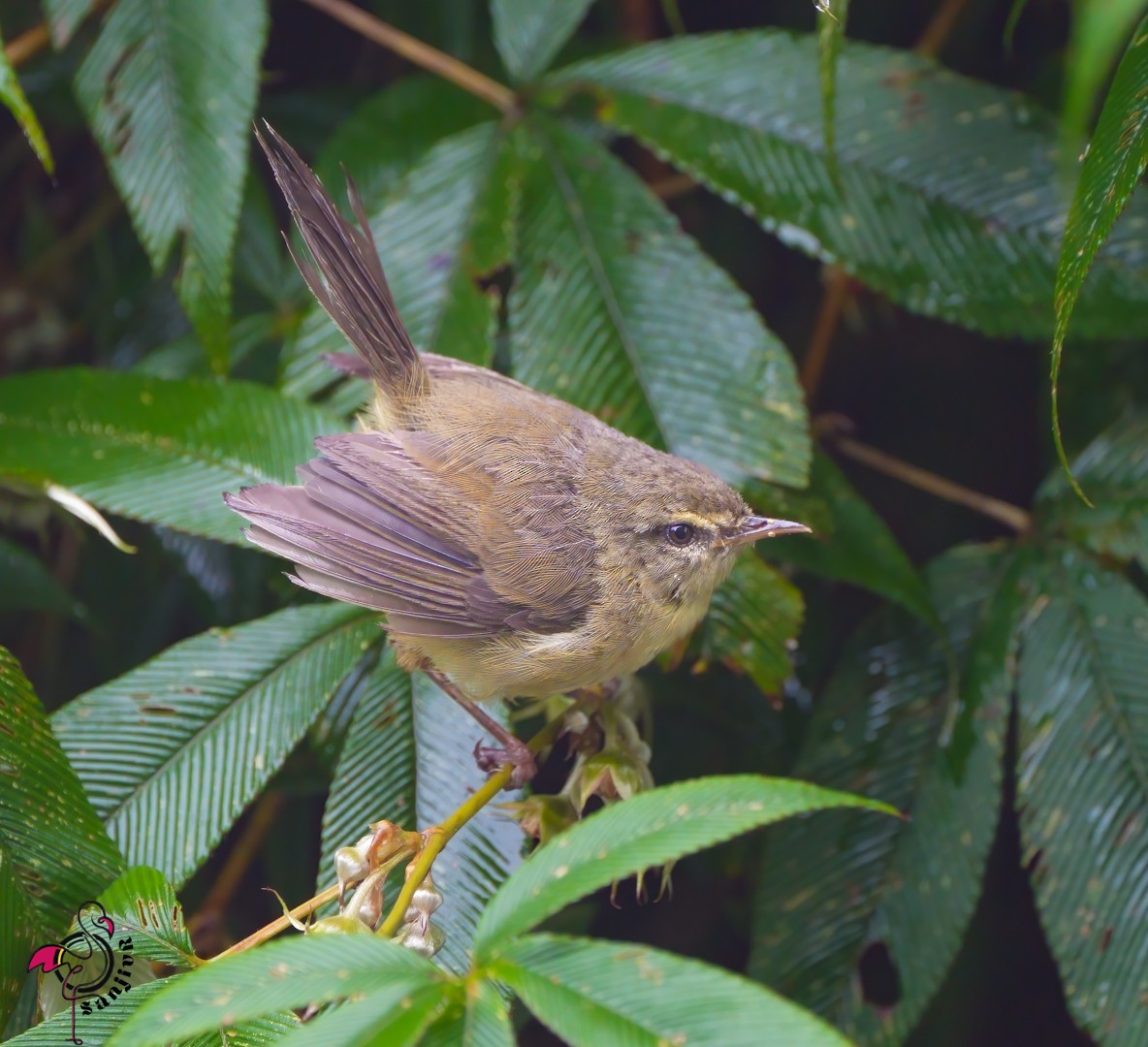 Aberrant Bush Warbler - ML646886251