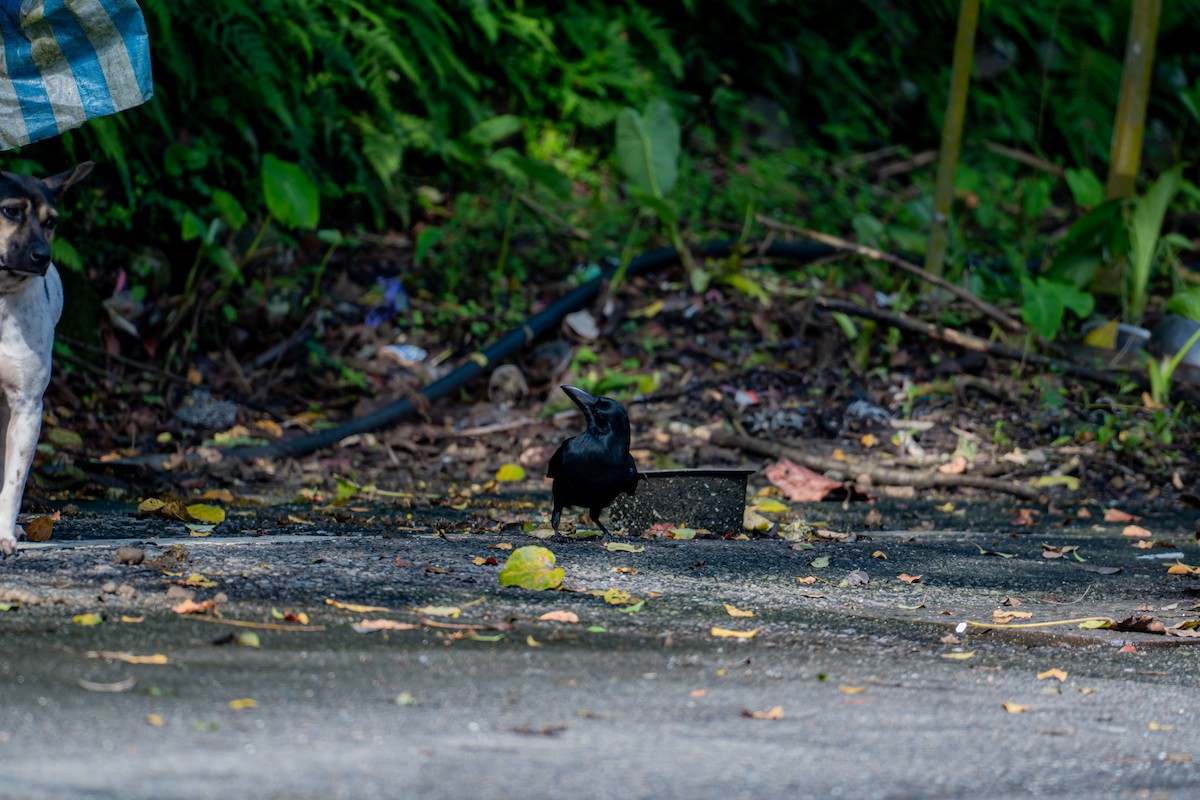 Large-billed Crow (Large-billed) - ML646886252