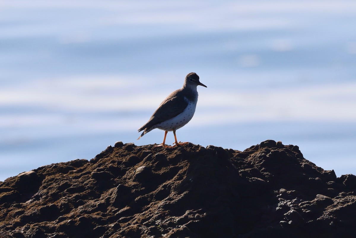 Spotted Sandpiper - ML646886253