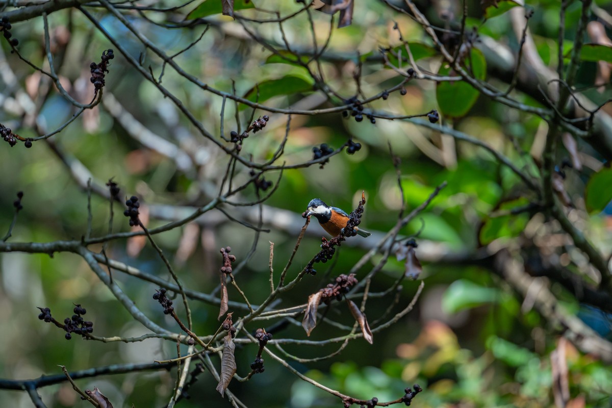 Chestnut-bellied Tit - ML646886254