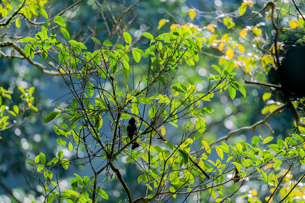 Black Bulbul - ML646886261