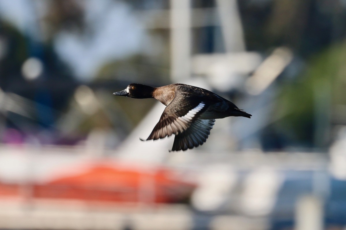 Greater/Lesser Scaup - ML646886263
