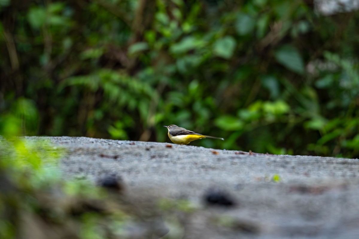 Gray Wagtail - ML646886264