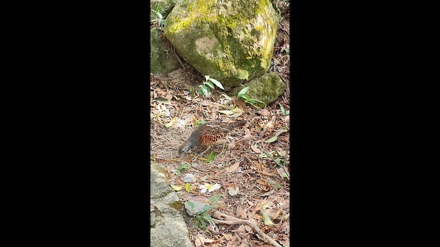 Taiwan Bamboo-Partridge - ML646886265