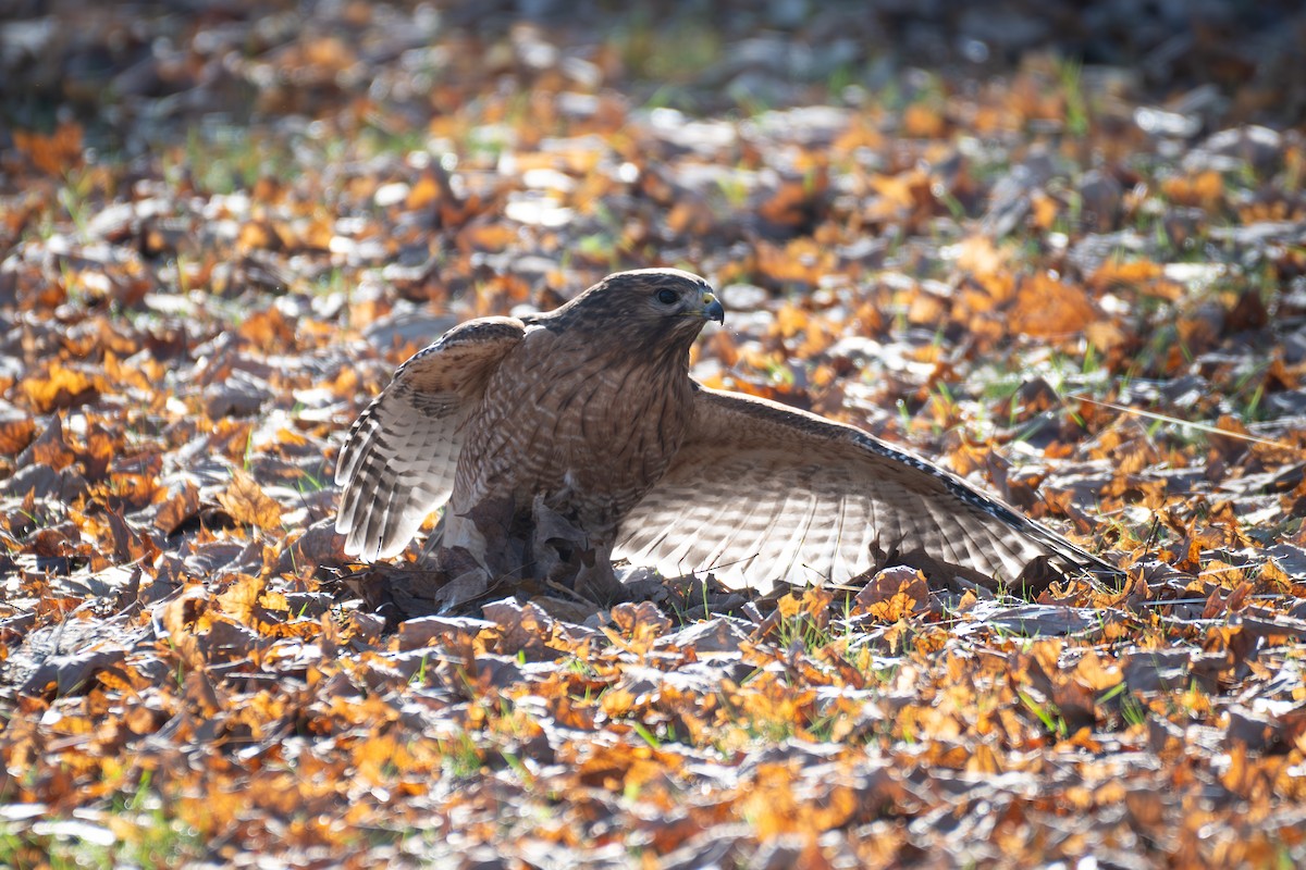 Red-shouldered Hawk - ML646886268