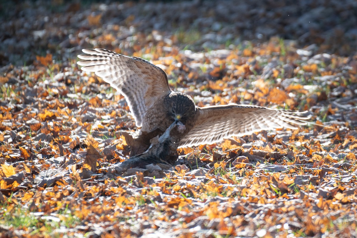 Red-shouldered Hawk - ML646886269