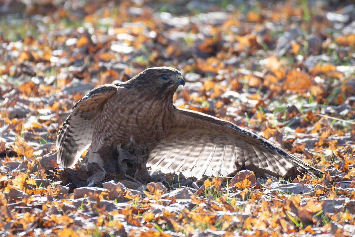 Red-shouldered Hawk - ML646886270