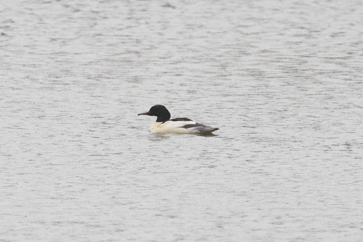 morčák velký - ML646886271