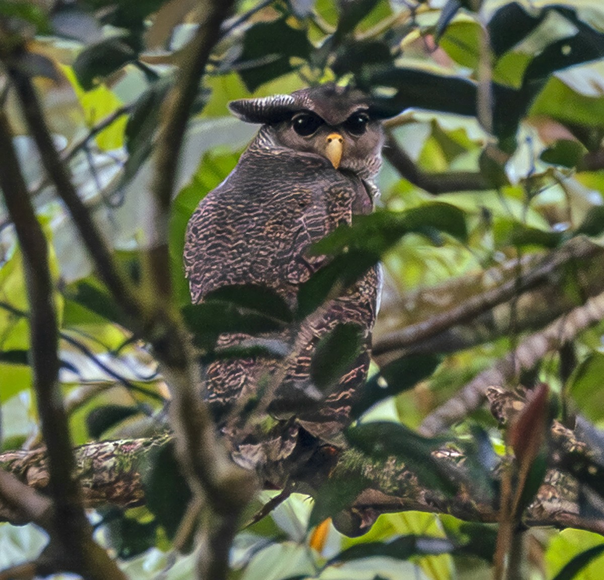 Grand-duc bruyant - ML646886272