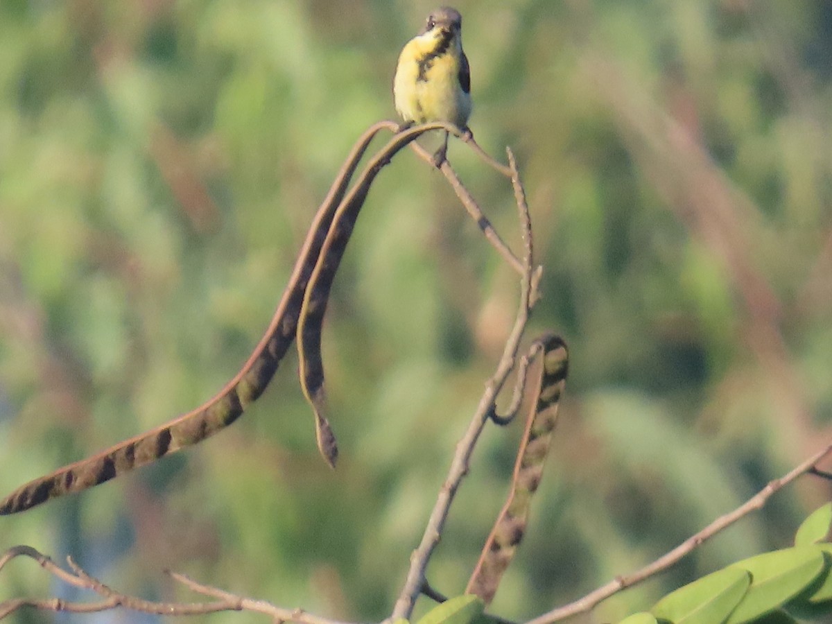 Purple Sunbird - ML646886273