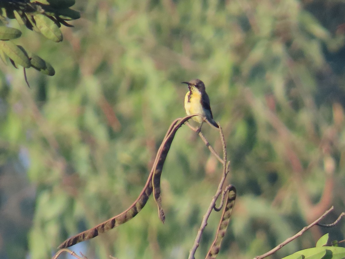 Purple Sunbird - ML646886274