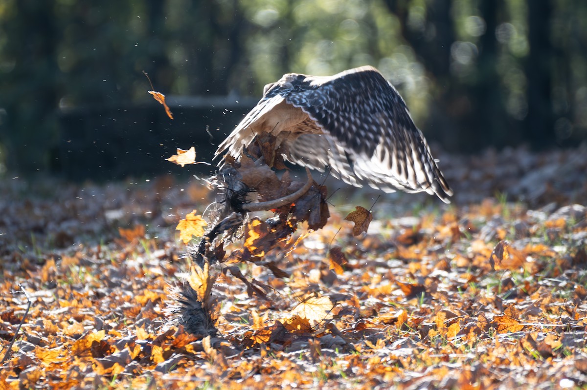 Red-shouldered Hawk - ML646886275