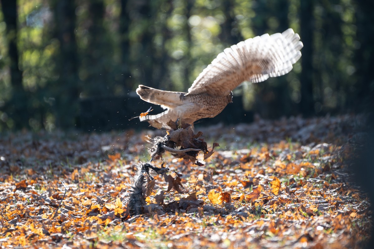 Red-shouldered Hawk - ML646886276