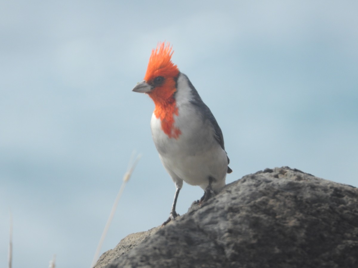 Red-crested Cardinal - ML646886277
