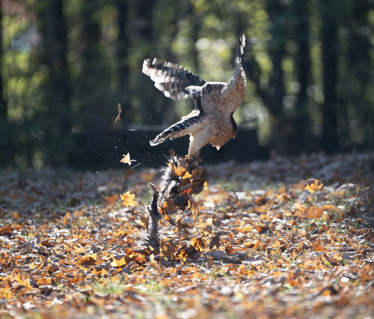 Red-shouldered Hawk - ML646886278