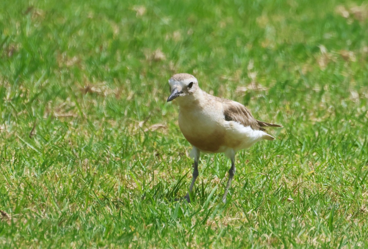 Пісочник маорійський - ML646886279