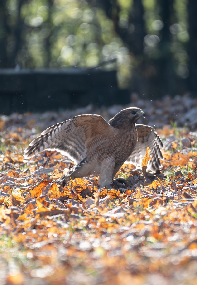 Red-shouldered Hawk - ML646886282