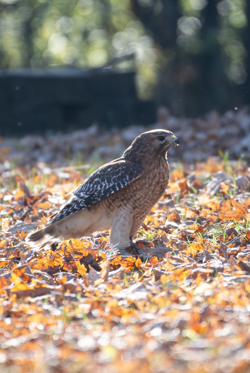 Red-shouldered Hawk - ML646886283