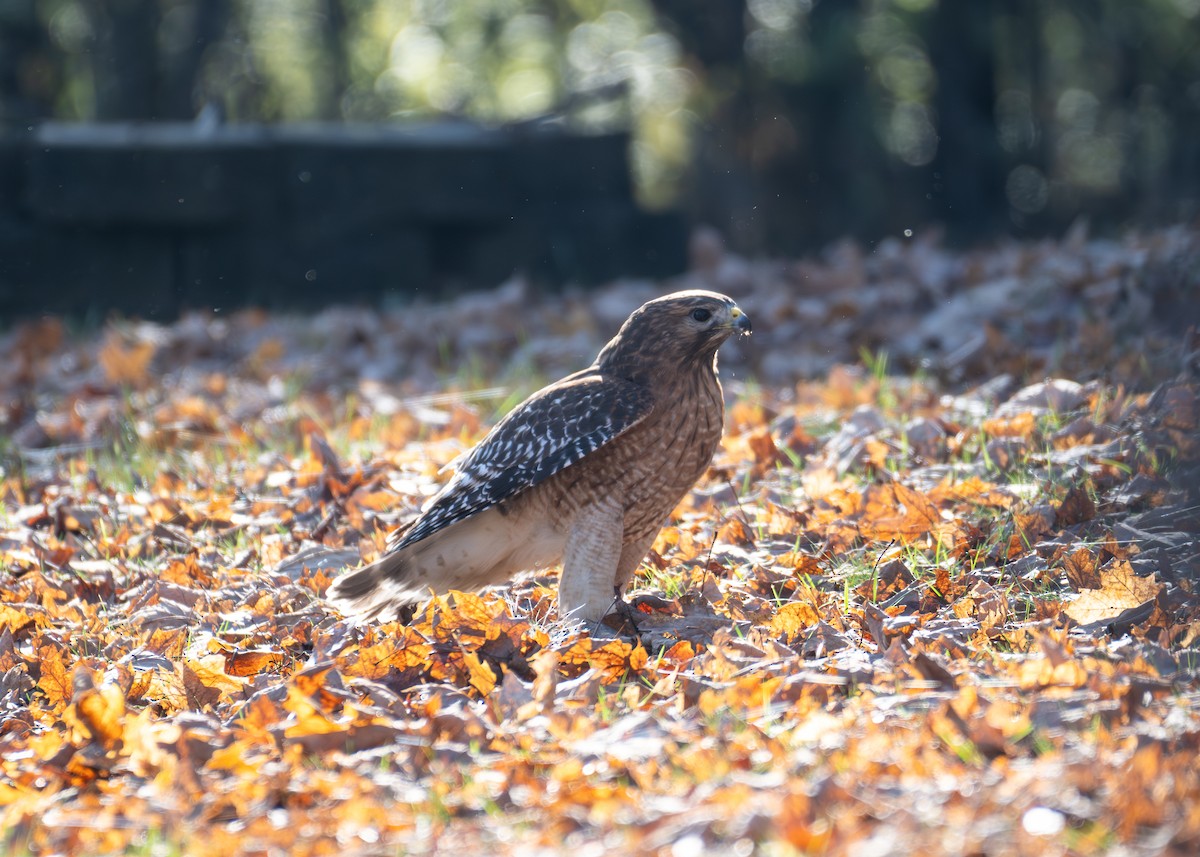 Red-shouldered Hawk - ML646886285