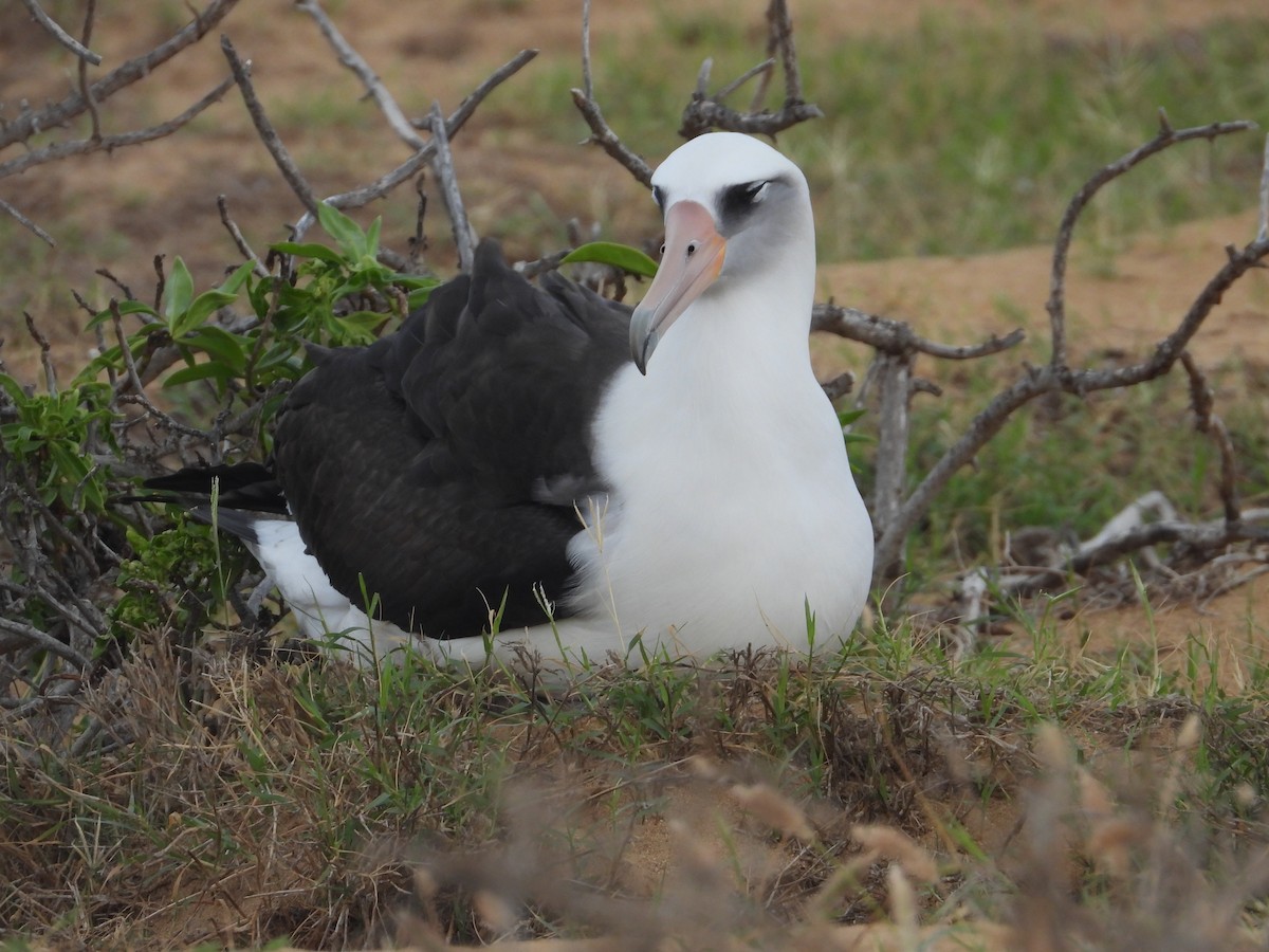 Laysan Albatross - ML646886286