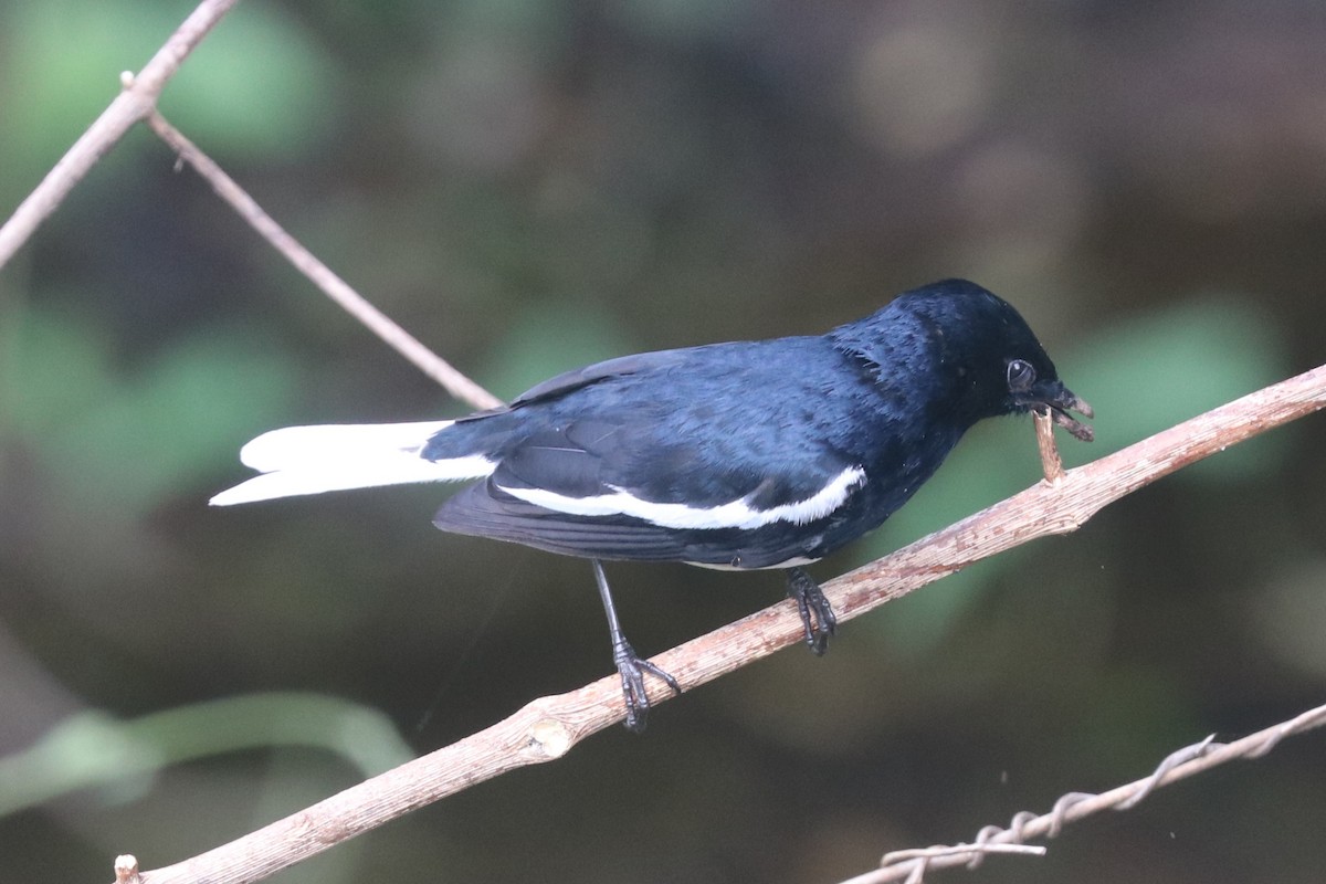 Шама східна - ML646886287