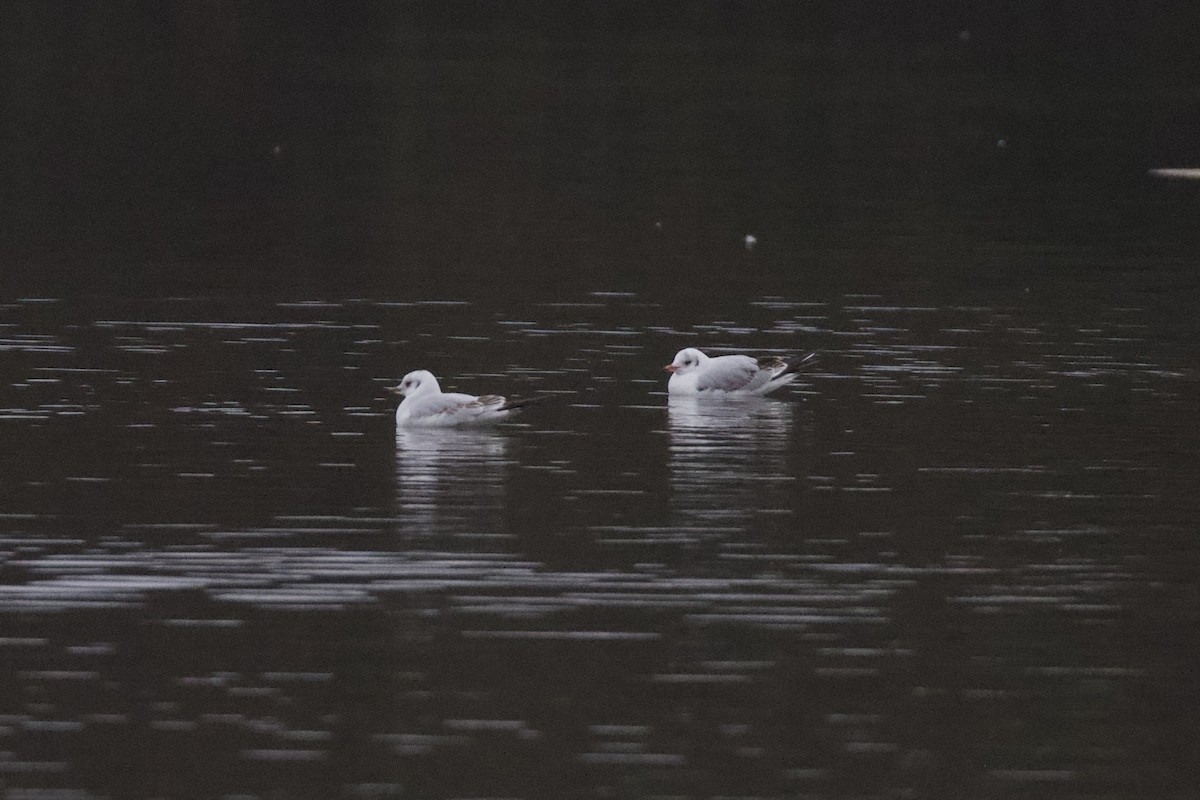 racek chechtavý - ML646886288