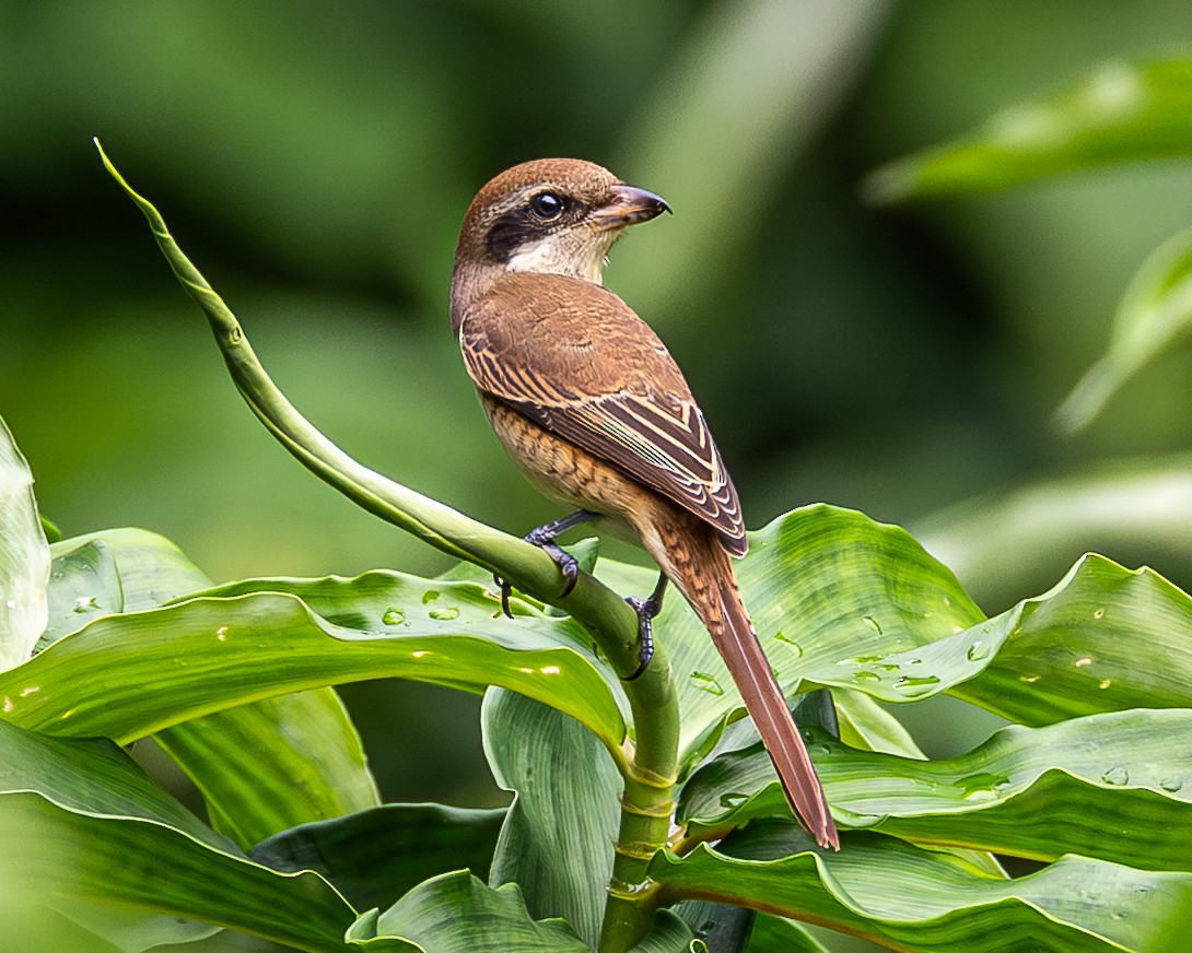 Pie-grièche brune - ML646886289