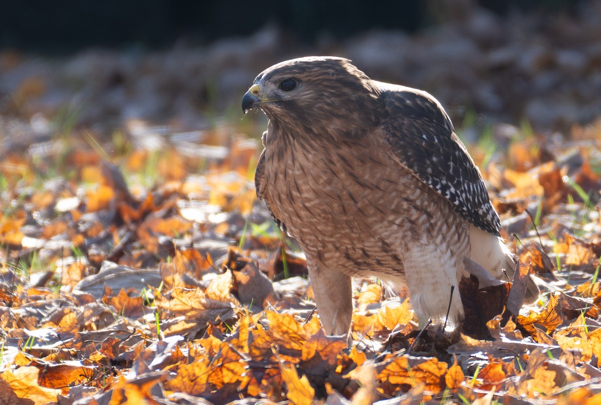 Red-shouldered Hawk - ML646886290