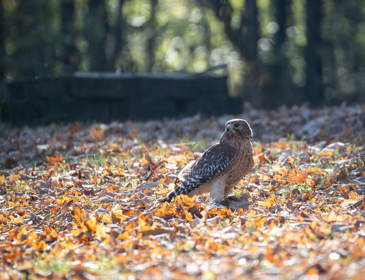 Red-shouldered Hawk - ML646886292