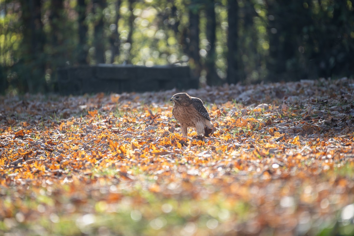 Red-shouldered Hawk - ML646886293
