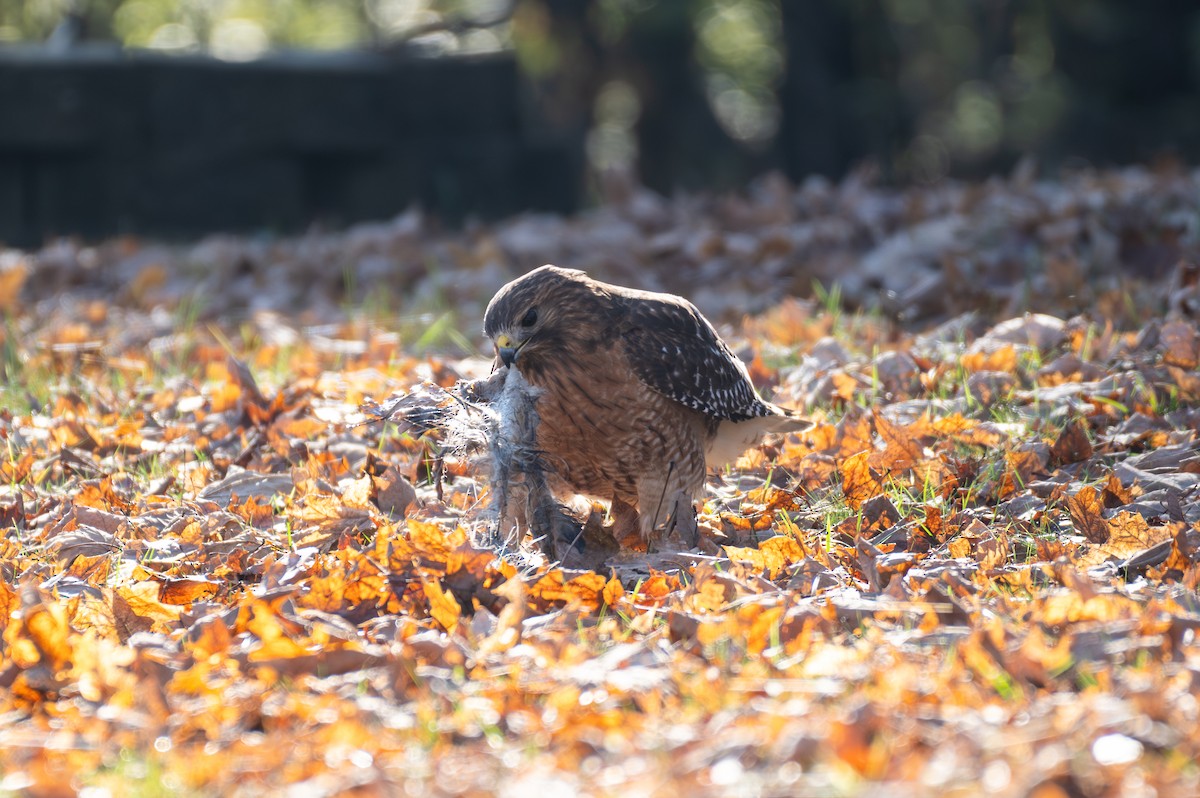 Red-shouldered Hawk - ML646886295