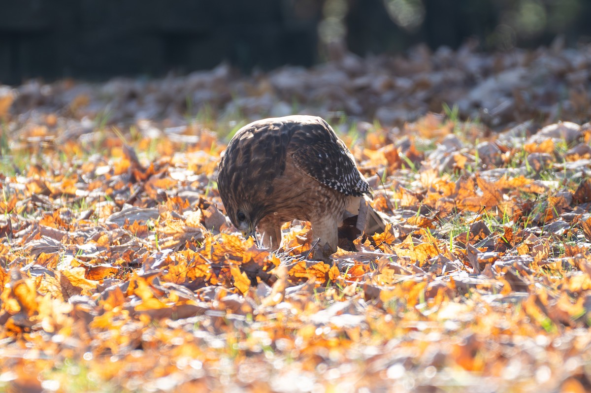 Red-shouldered Hawk - ML646886296