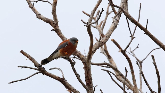 Lesser Kestrel - ML646886299