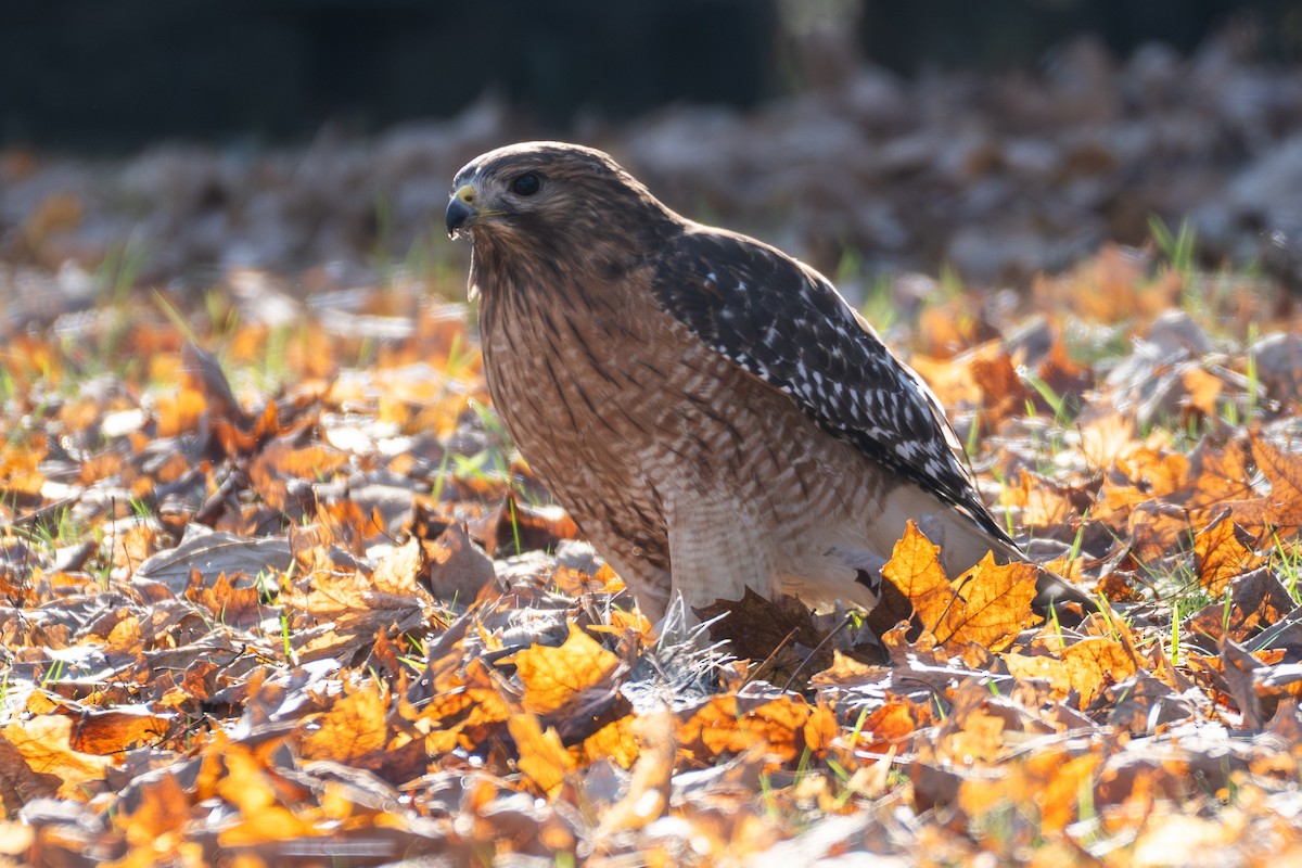 Red-shouldered Hawk - ML646886302