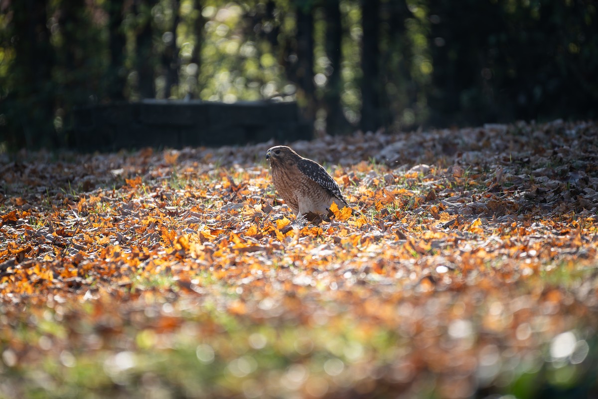 Red-shouldered Hawk - ML646886303