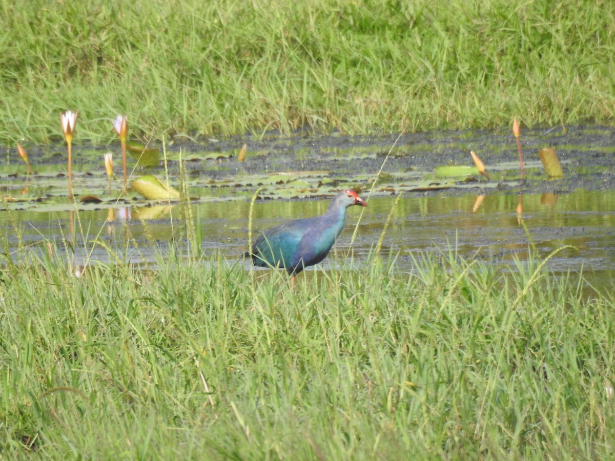 Gray-headed Swamphen - ML646886305