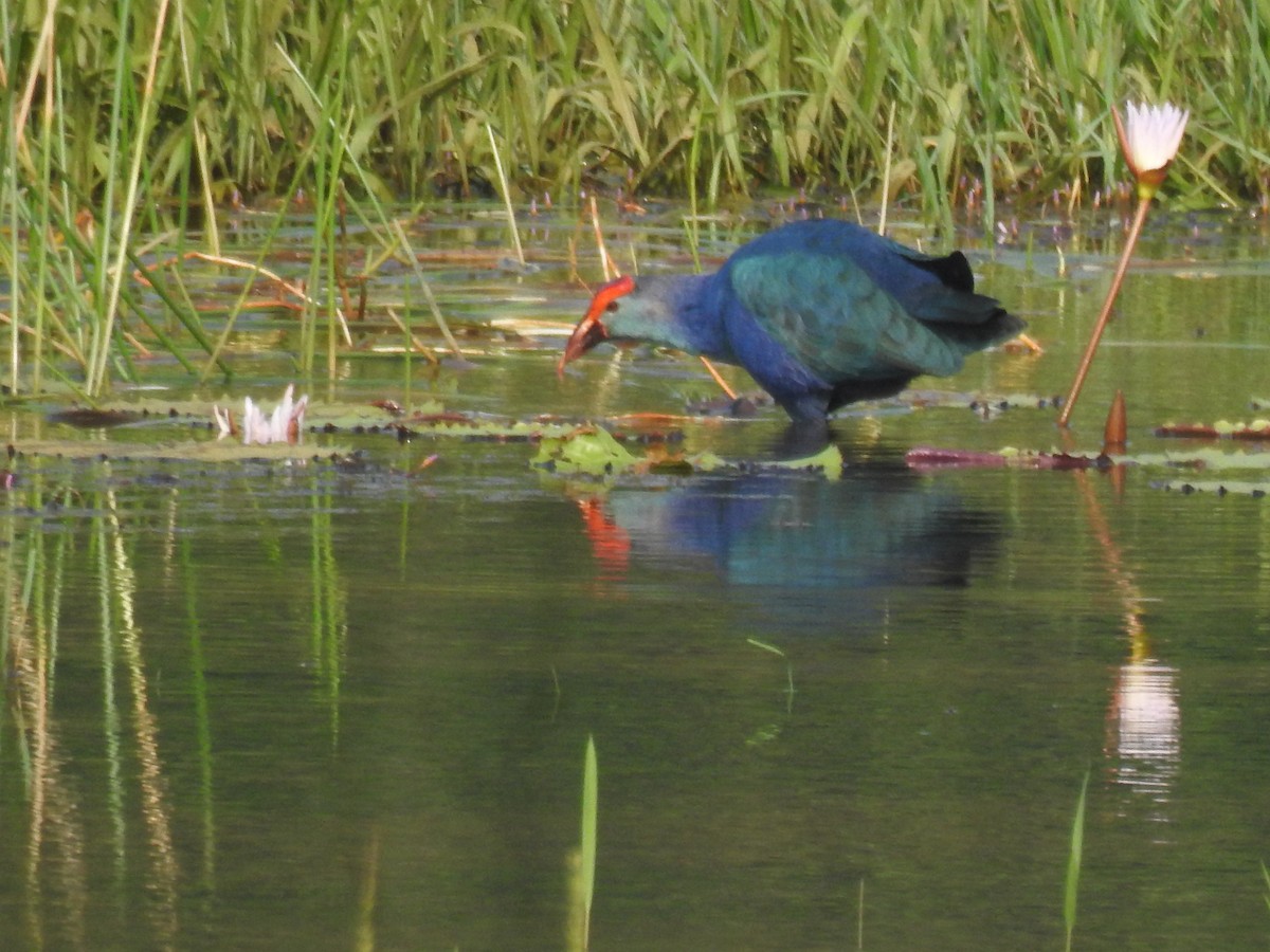 Gray-headed Swamphen - ML646886309