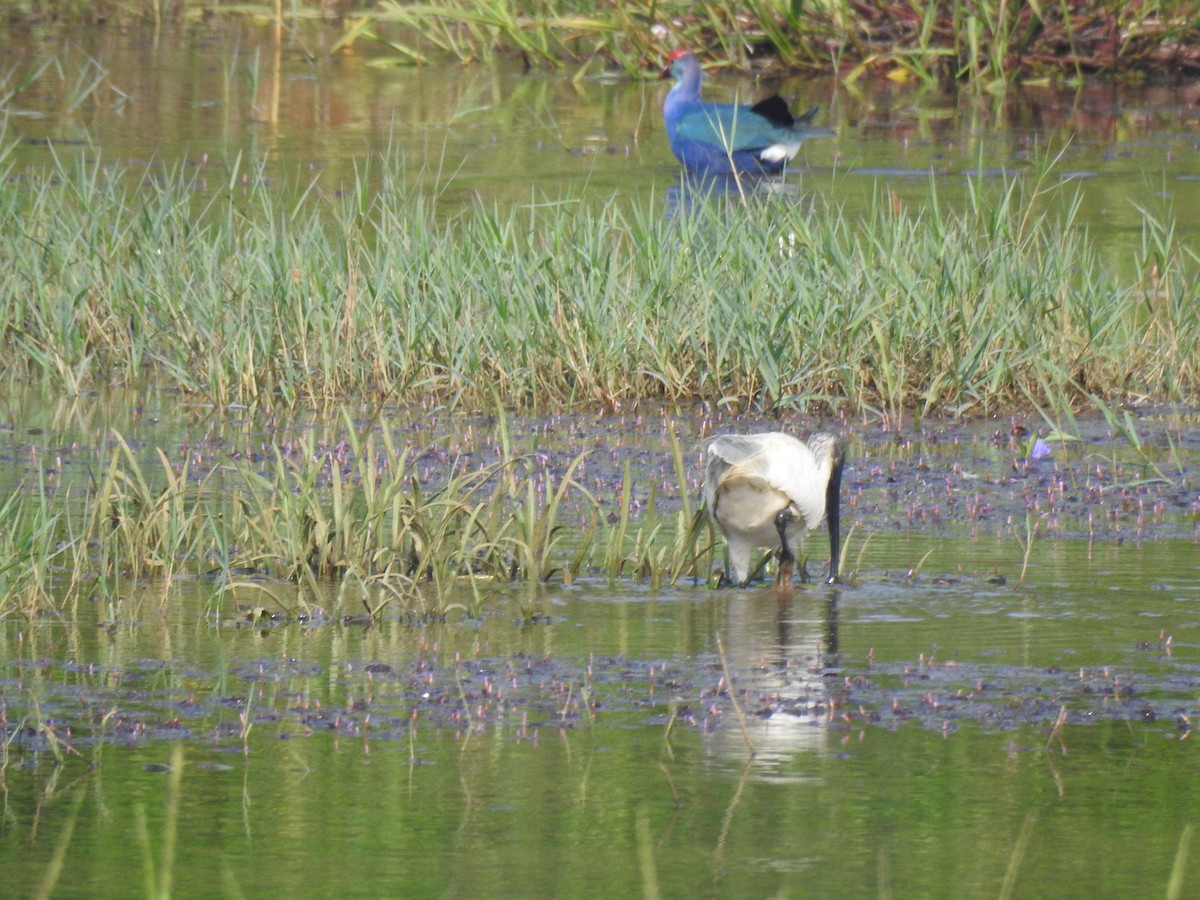Gray-headed Swamphen - ML646886310