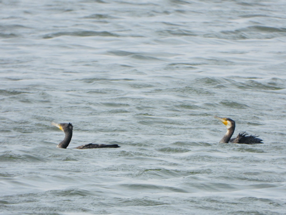 kormorán velký - ML646886314