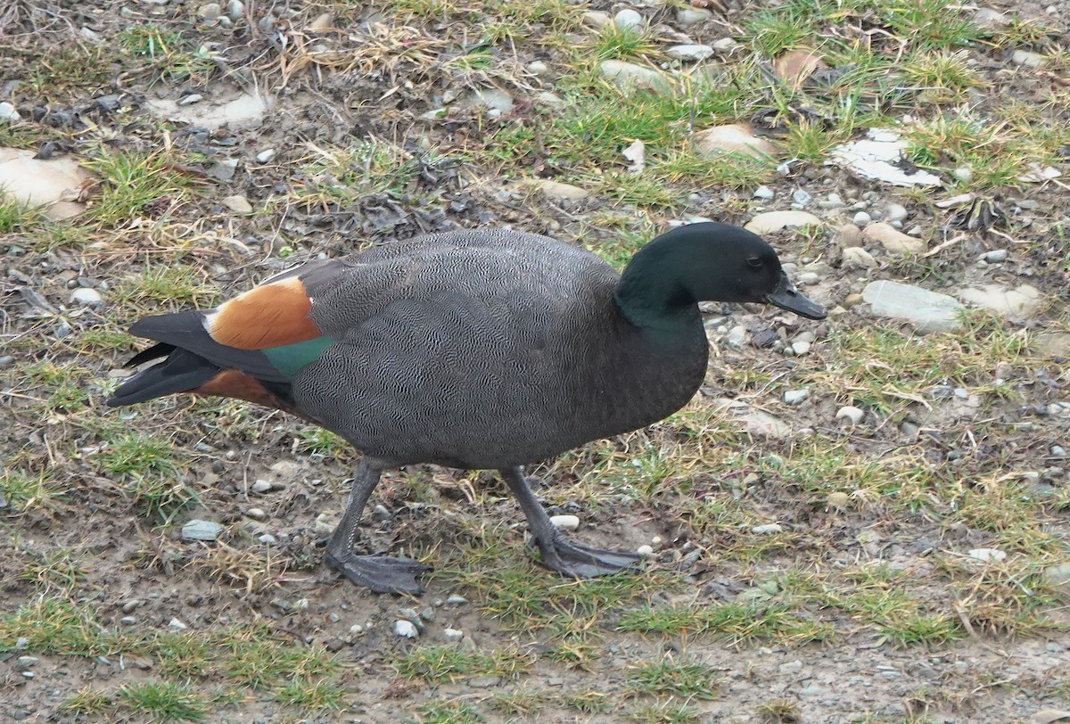 Paradise Shelduck - ML646886318