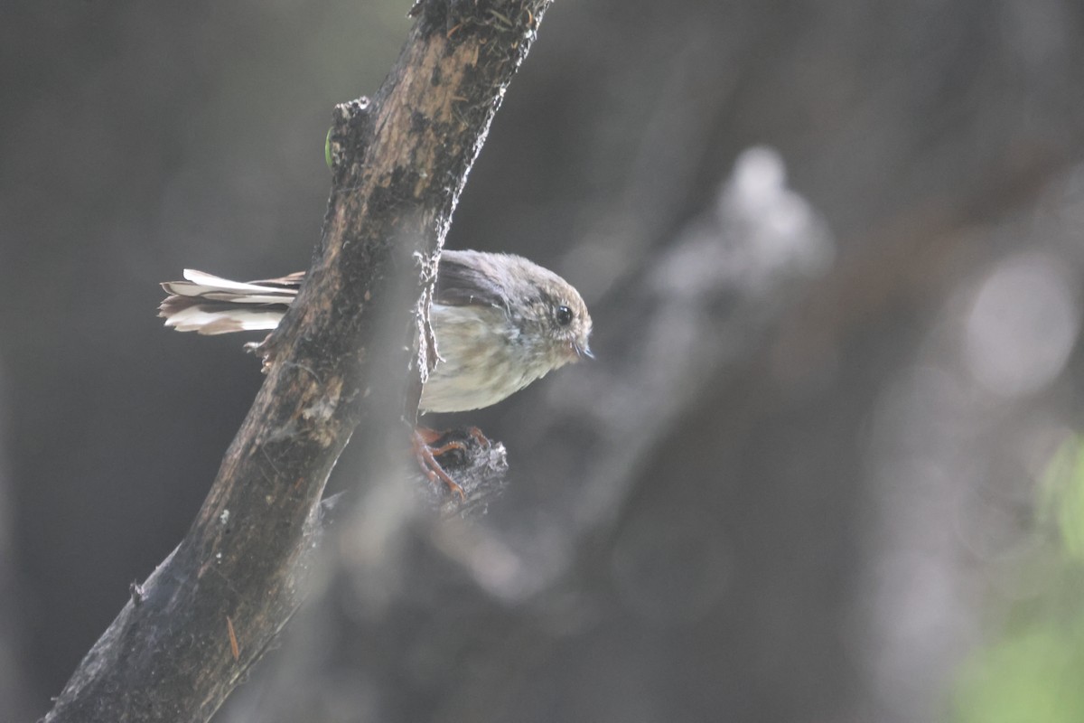 Тоутоваї великоголовий - ML646886319