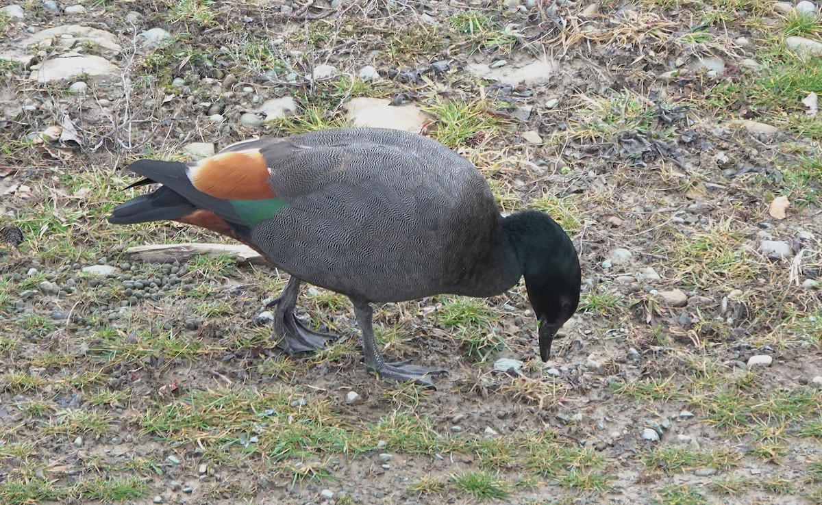 Paradise Shelduck - ML646886320