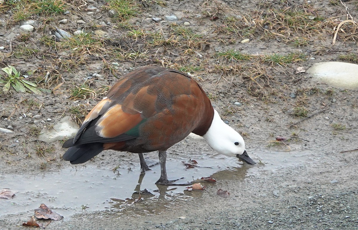 Paradise Shelduck - ML646886322