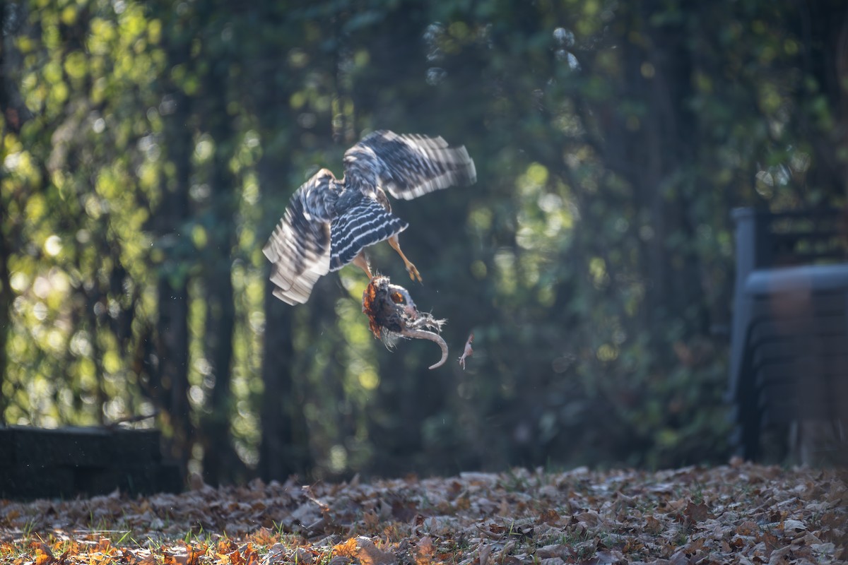 Red-shouldered Hawk - ML646886323