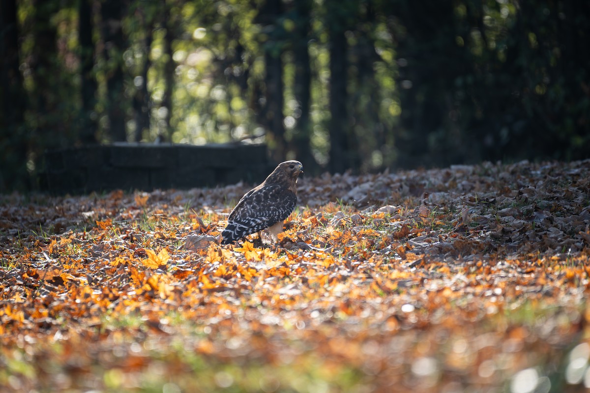 Red-shouldered Hawk - ML646886324