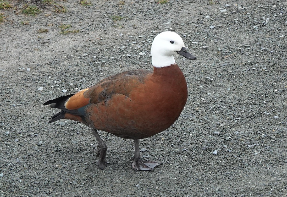 Paradise Shelduck - ML646886325