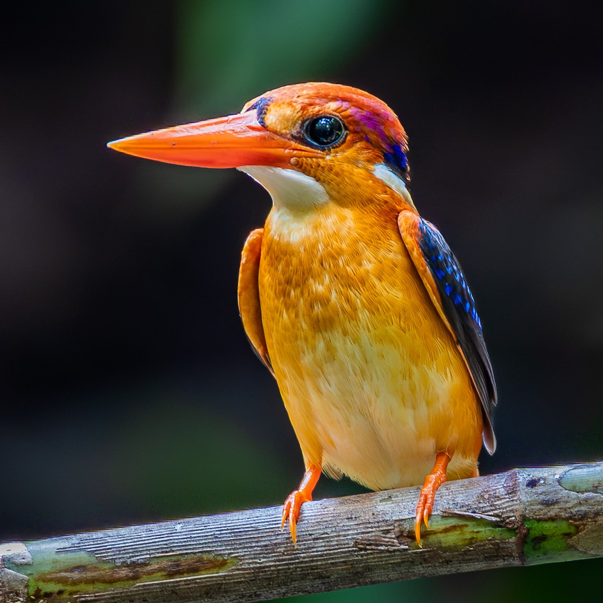 Martin-pêcheur pourpré - ML646886326